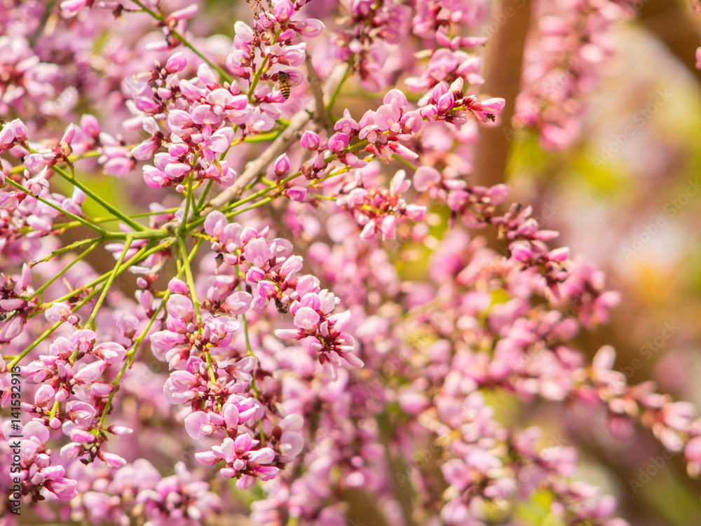 Millettia brandisiana Kurz Flower Millettia brandisiana Kurz Flower