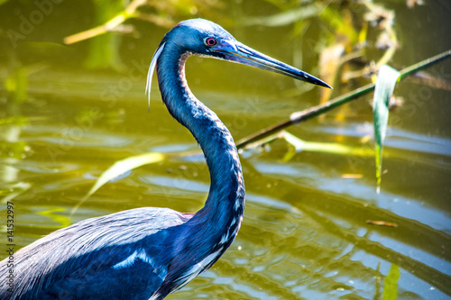 Blue Bird in Florida