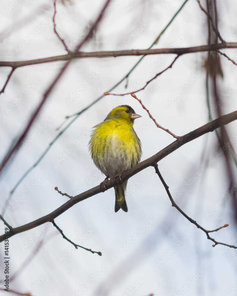 Fototapeta premium Male of Eurasian Siskin, Carduelis spinus, on branch close-up portrait, selective focus, shallow DOF
