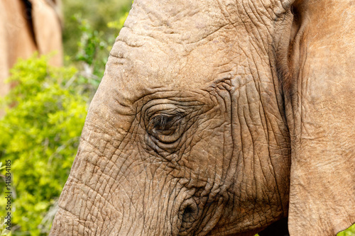 Close up of an Elephant with hairy ears.