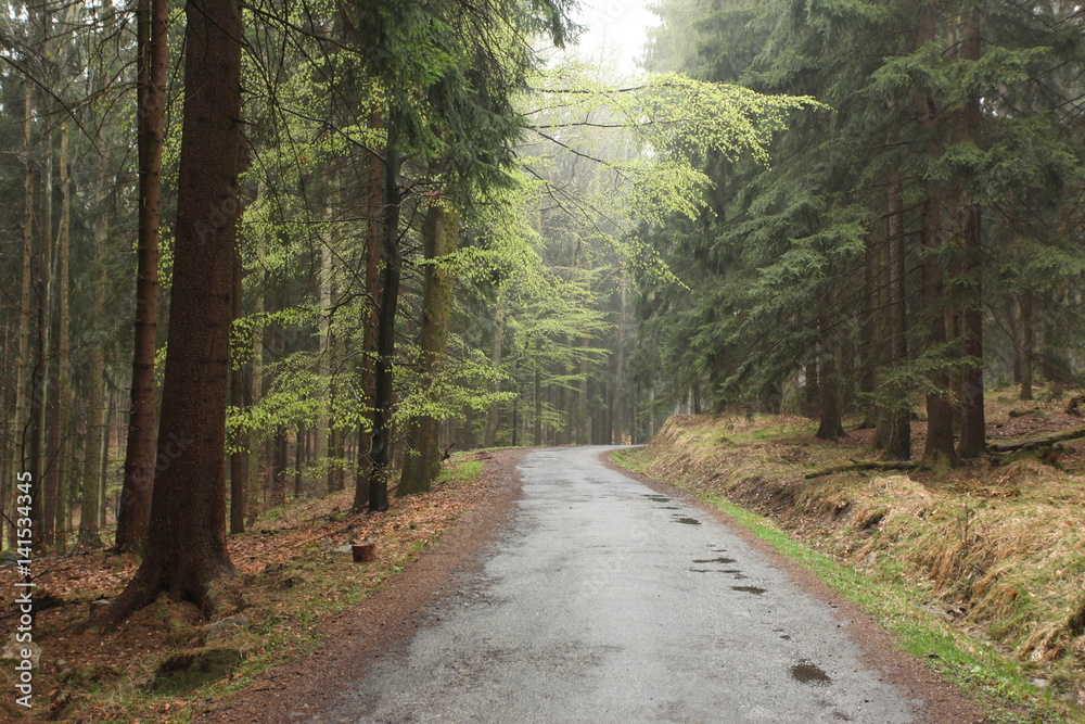 Naklejka premium Path in forest