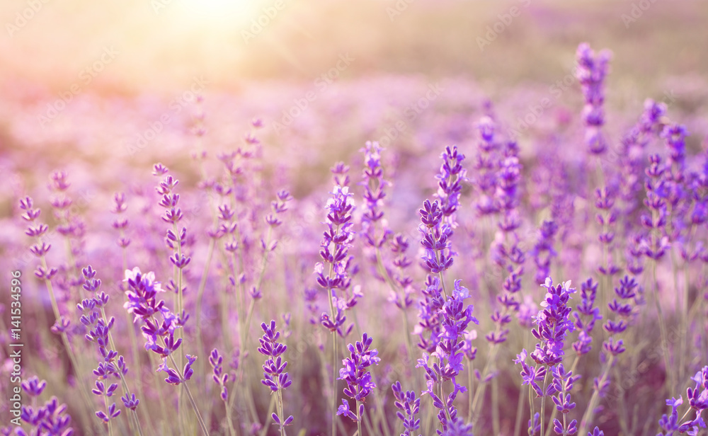 Beautiful image of lavender field over summer sunset landscape. - obrazy, fototapety, plakaty 