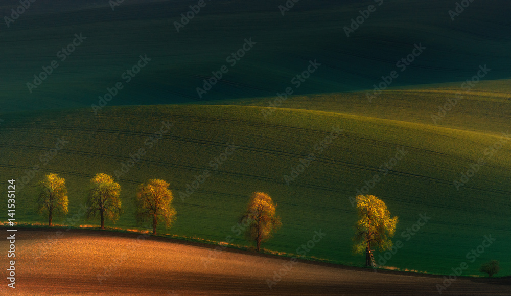 Shadows on the fields.Five lonely trees in moravian fields at colorful sunset in Czech Republic. Spring landscape with sunny countryside valley. Golden hour, warm color from the spring sun.