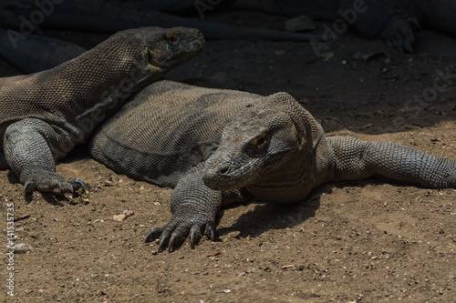 Dragons while relaxing in Komodo National Park  Indonesia