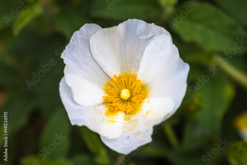 Flores