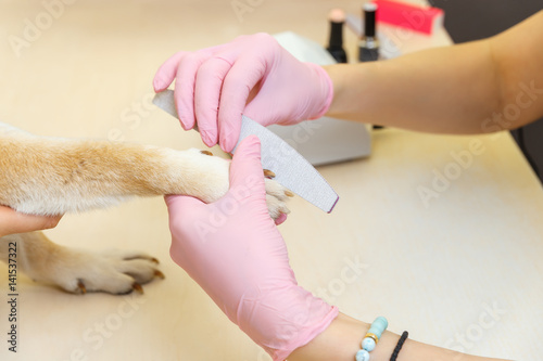 A beautician treats Sibu Inu dogs nails