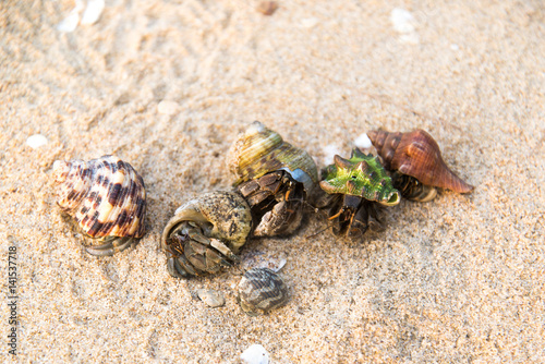 Colorful hermit crab on the beach in Thailand