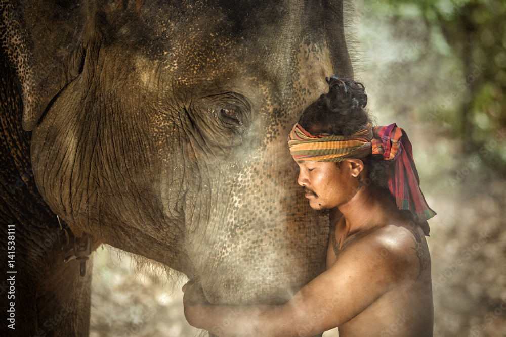 Naklejka premium Thailand Surin province Engagement of mahouts and elephants. Is a lover and an Elephant mahout man.