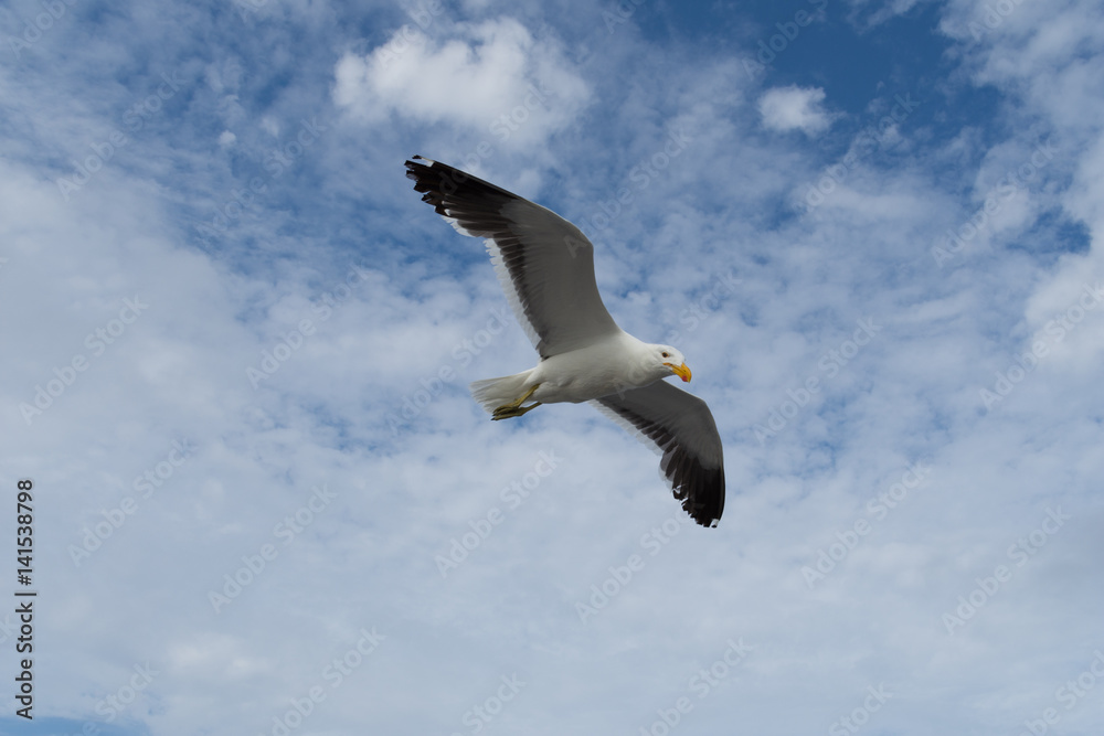 Obraz premium Flying Seagull with Sky