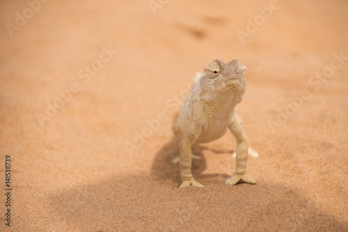 Chameleon in the Namibian desert