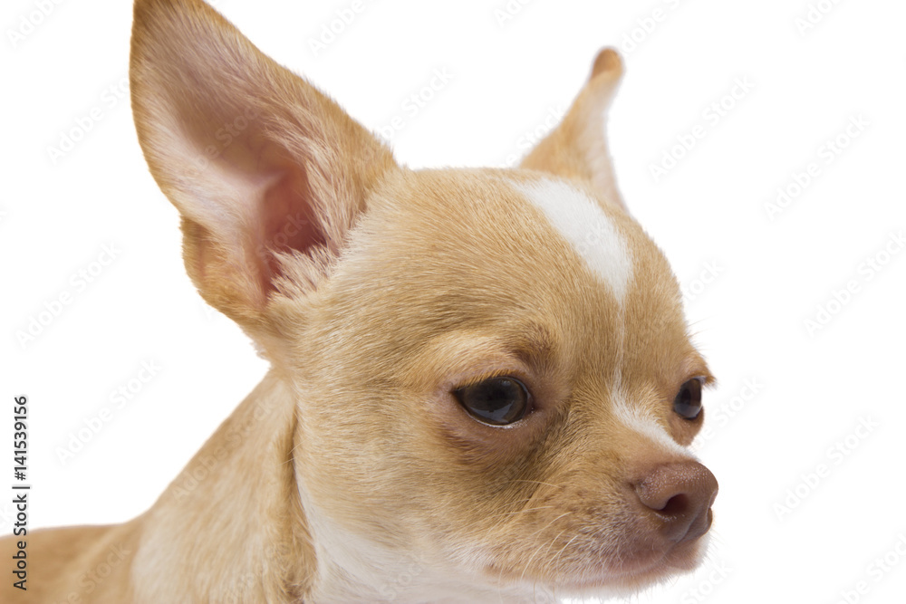 red-haired Chihuahua on white background