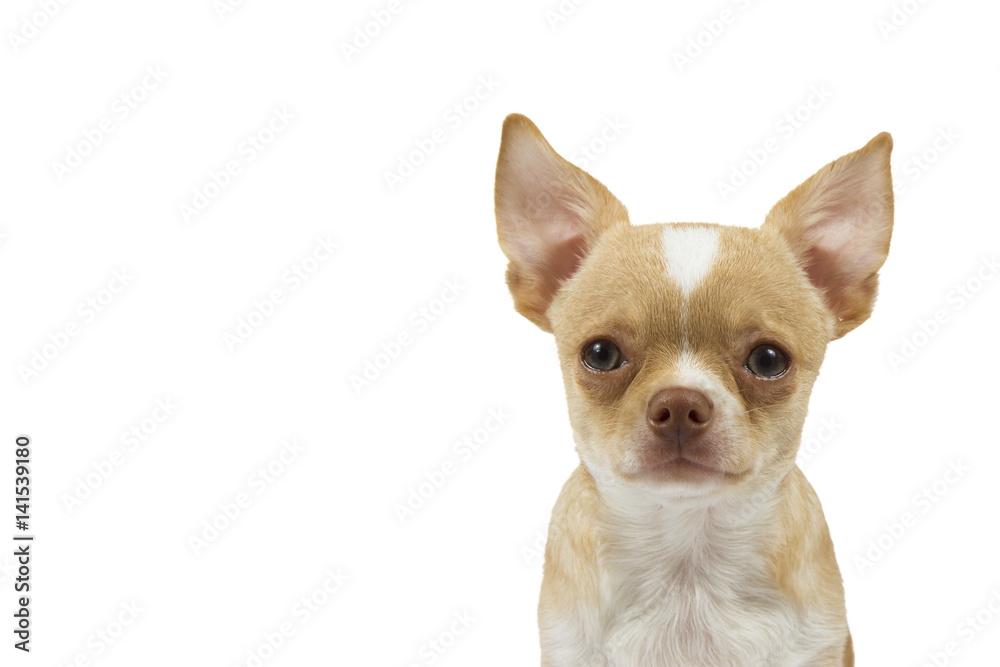 red-haired Chihuahua on white background