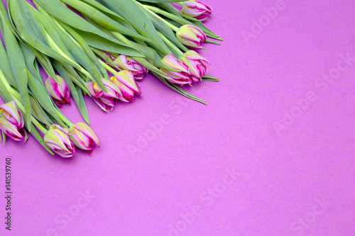 Pink tulips on a pink background. Spring flowers. Postcard for Mother's Day, Valentine's Day