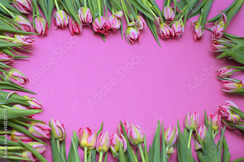 Fototapeta Naklejka Na Ścianę i Meble -  
pink tulips on a pink background. Frame of flowers. Valentine's Day, Mother's Day
