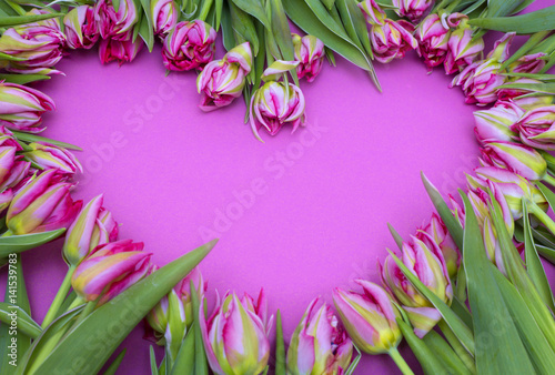 Fototapeta Naklejka Na Ścianę i Meble -  
pink tulips on a pink background. Frame of flowers. Valentine's Day, Mother's Day
