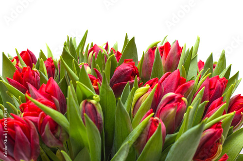 red tulips on a white background  