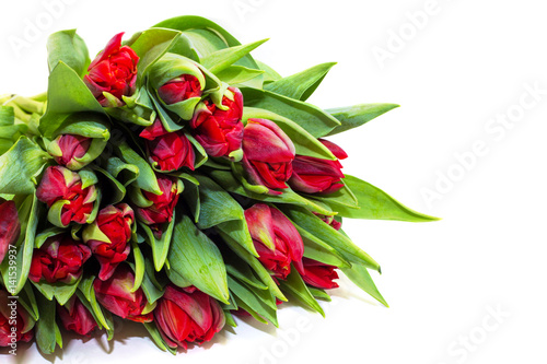  red tulips on a white background 