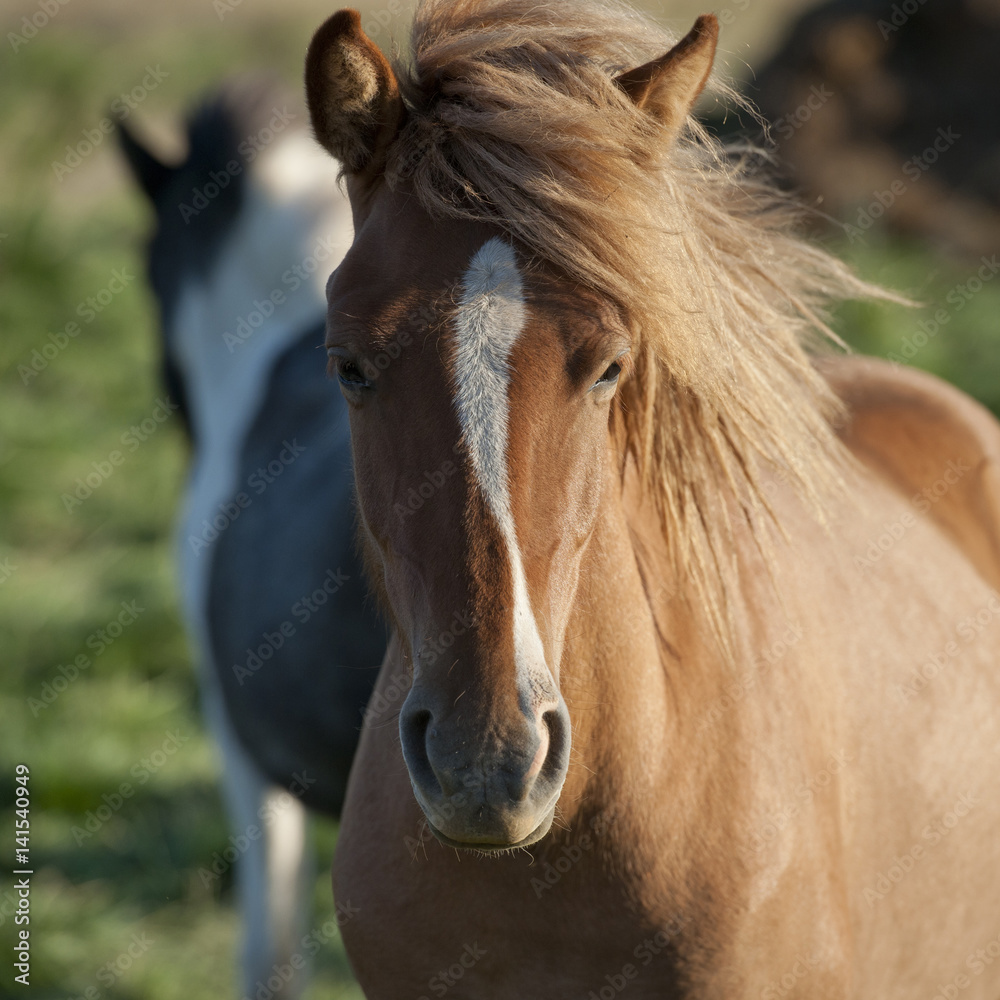 Obraz premium Iceland