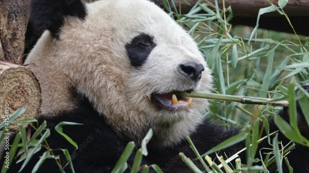 Giant panda eating bamboo Giant panda eating bamboo