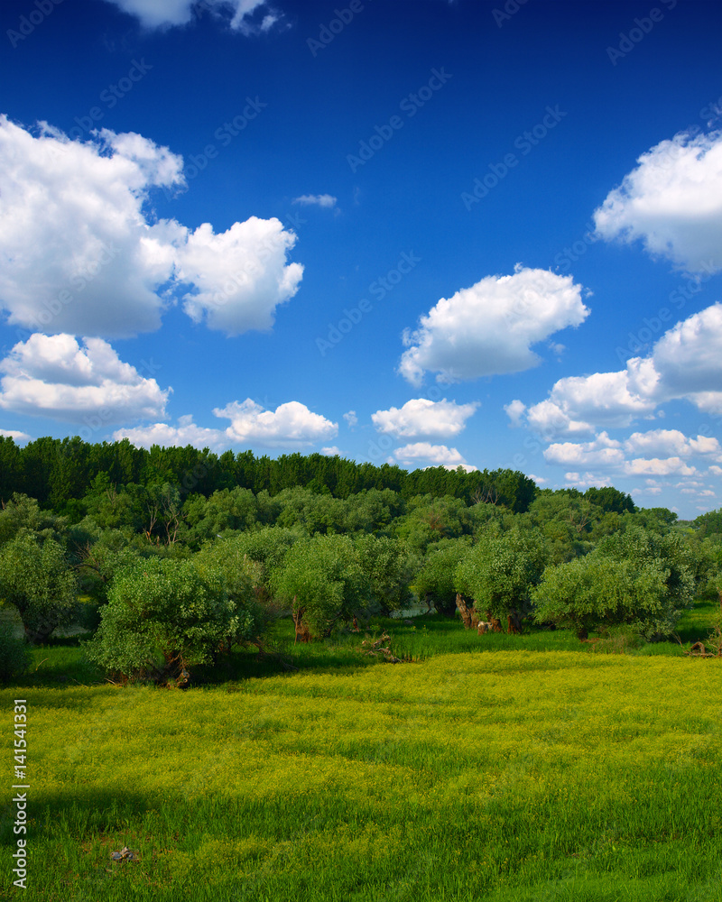 green forest and clouds green forest and clouds