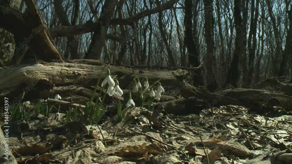 First spring flowers snowdrops in the woods. Beautiful spring flowers in the wild. Snowdrops in nature. First spring flowers snowdrops in the woods. Beautiful spring flowers in the wild. Snowdrops in nature.