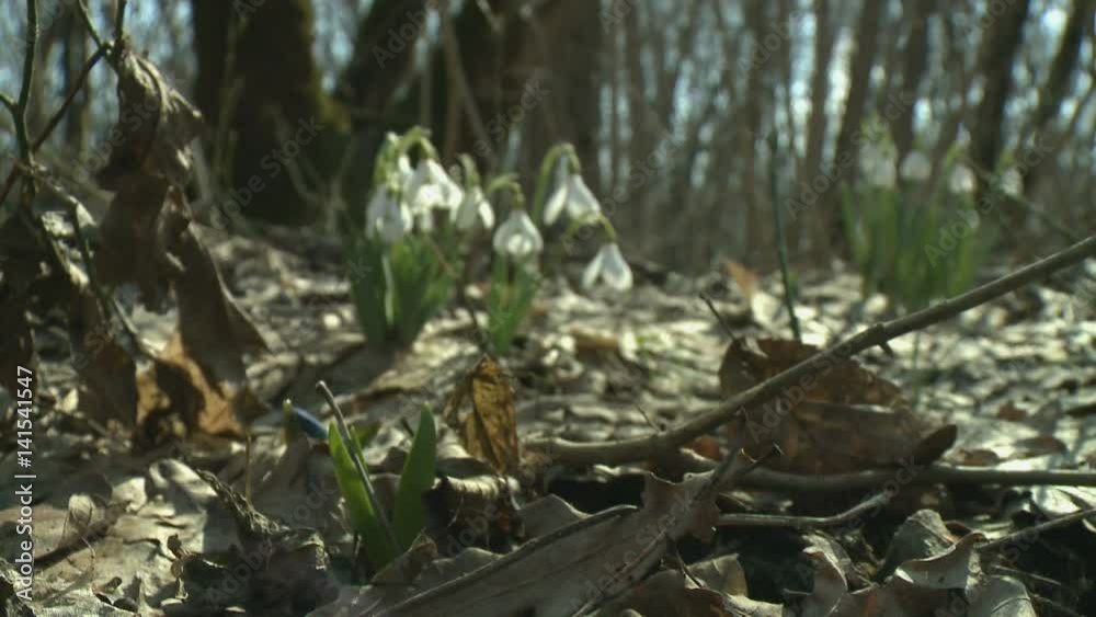 First spring flowers snowdrops in the woods. Beautiful spring flowers in the wild. Snowdrops in nature.