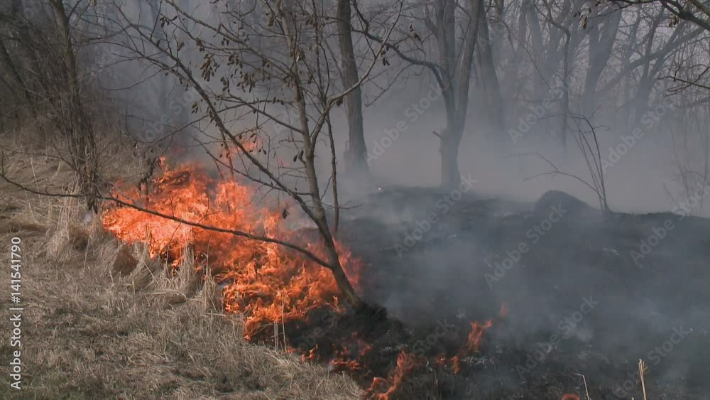 Danger of forest fire - smoke and fire on the field near the forest. This wood fire footage appropriate to visualize wildfire or prescribed burning. Danger of forest fire - smoke and fire on the field near the forest. This wood fire footage appropriate to visualize wildfire or prescribed burning.