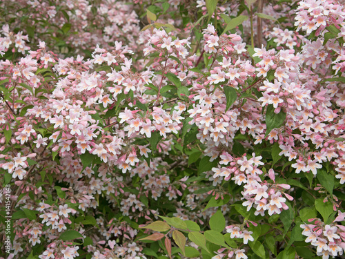 Weigelie, Weigela, Weigelia photo