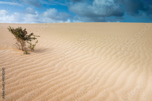dunes dans le désert