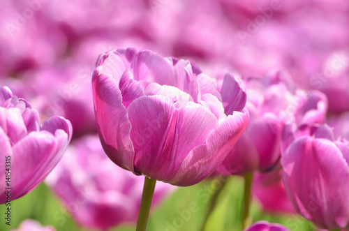 Purple tulips