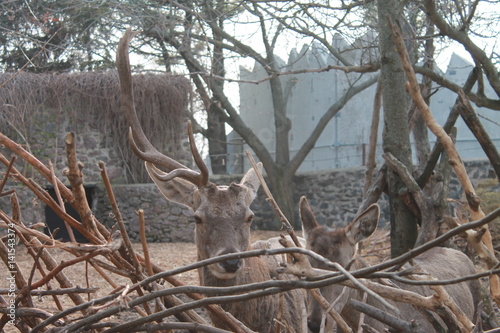 zoo