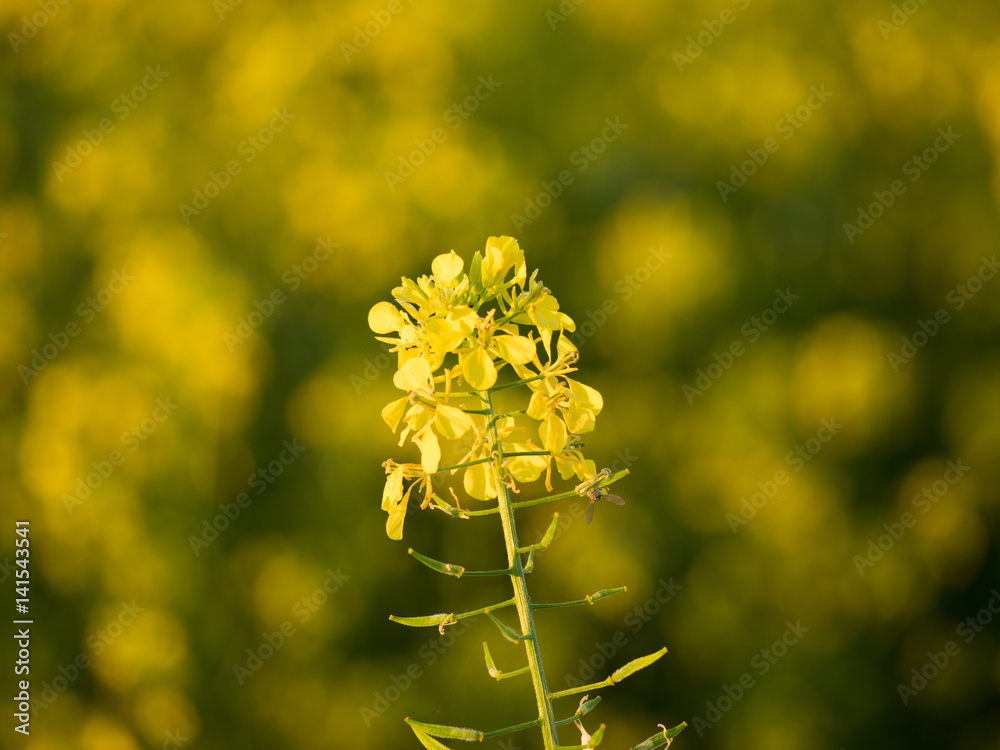 A small yellow flower A small yellow flower