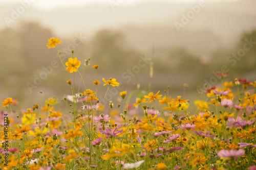 Nature Beautiful Cosmos flowers meadows for background