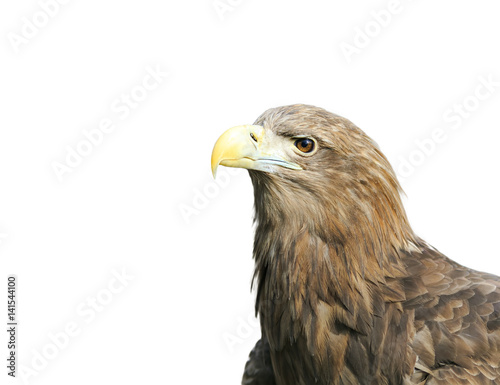 head bird eagle with a big beak on a white isolated background