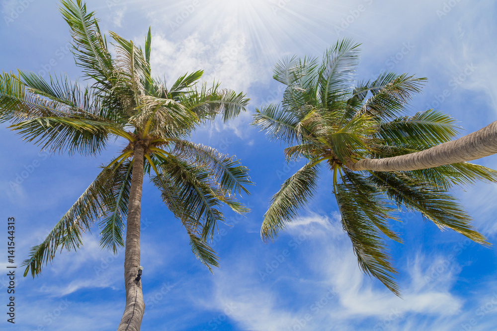 Palm tree on the beach, blue sky. Tropical, Thailand, Samui Palm tree on the beach, blue sky. Tropical, Thailand, Samui