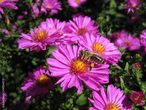 Beautiful pink bushy aster flower in a natural garden environment - sunny bright scene - one busy bee