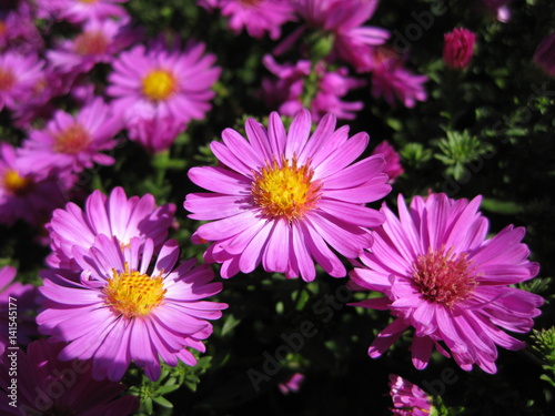 Beautiful pink bushy aster flower in a natural garden environment - sunny bright scene