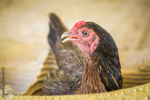 The brown hen with Egg. live chicken hatching eggs. Organic chicken farm