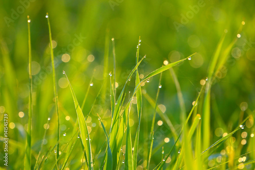 Background of green grass with drops of dew.