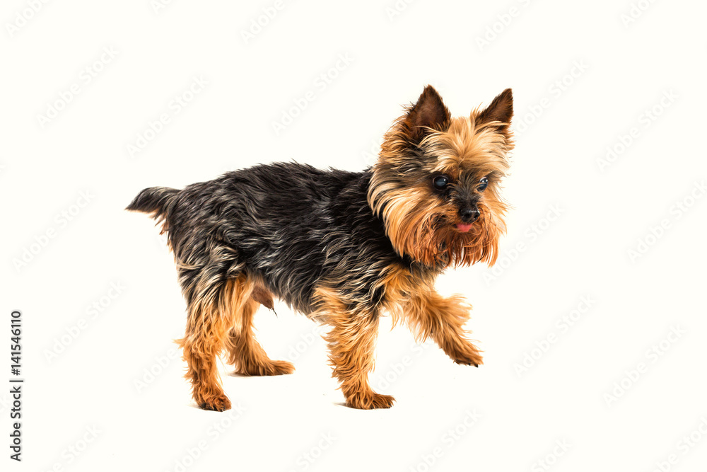 One yorkshire terrier walking white background One yorkshire terrier walking white background