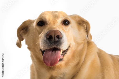 One old yellow labrador white background. Happy, looking at camera.  © Mary Perry