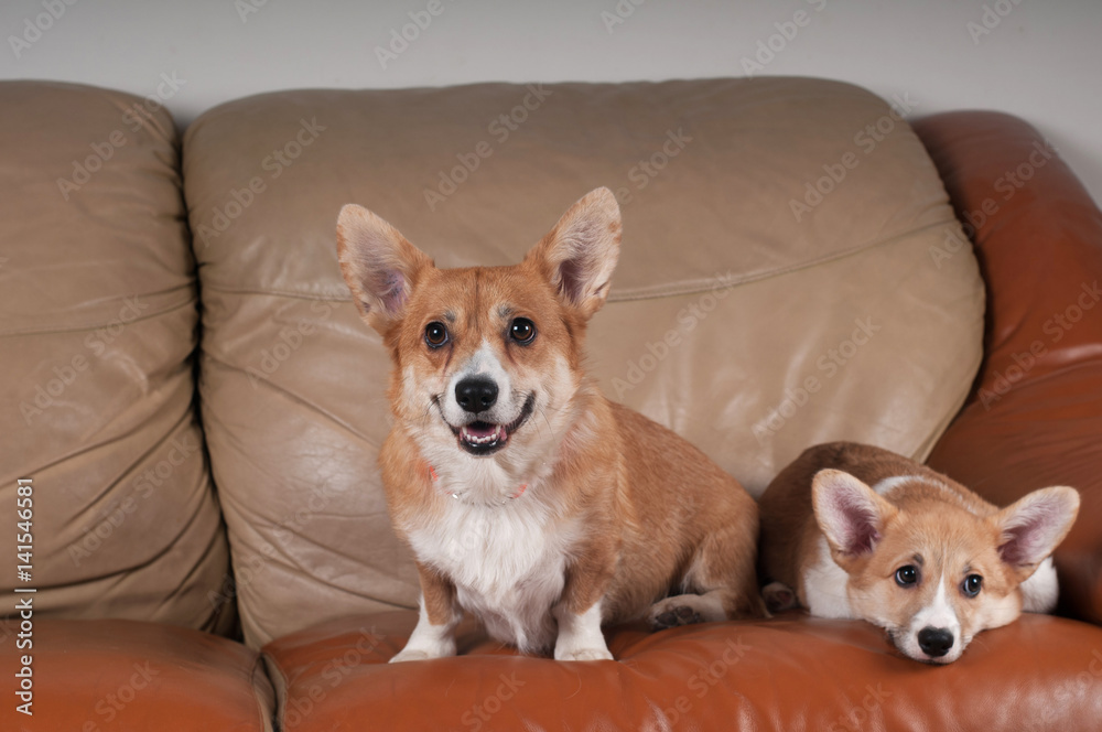 Two Pembroke Welsh Corgi Two Pembroke Welsh Corgi