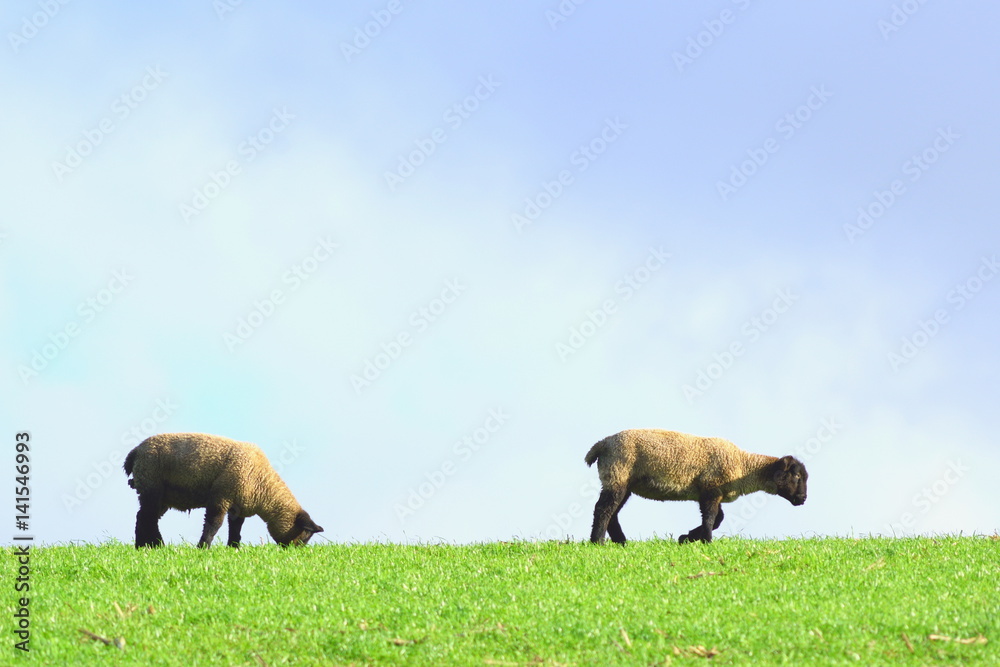 Sheep grazing on a farmland in rural Devon, England Sheep grazing on a farmland in rural Devon, England