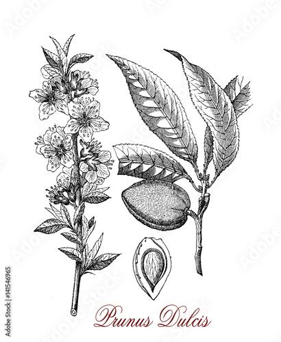 Vintage engraving of almond tree, the beautiful flowers are white to pale pink with five petals and appear in early spring.Almond  is also the name of the widely cultivated seed. photo