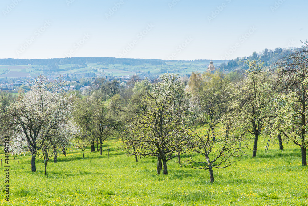 Obstbaumwiese im Frühling - Kirschblüte - im Hintergrund Stiftskirche von Herrenberg Obstbaumwiese im Frühling - Kirschblüte - im Hintergrund Stiftskirche von Herrenberg