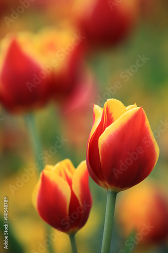 Rotgelbe Tulpen im Garten