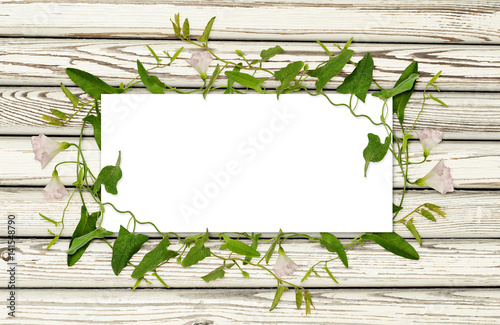 Bindweed flower and leaves ...