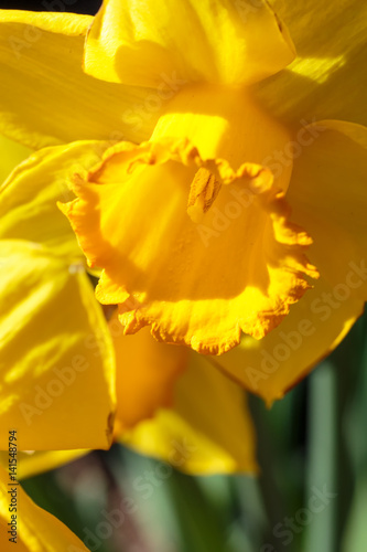 Daffodil Study 4