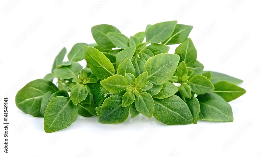 Basil leaves isolated . Basil leaves isolated .