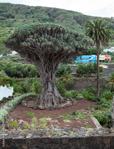Garden area with Dragon tree. Dracaena draco tree is a natural symbol of the island Tenerife. Icon De Los Vinos town, Canary, Spain